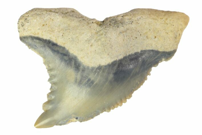 Fossil Shark Tooth (Hemipristis) - Bone Valley, Florida #145123